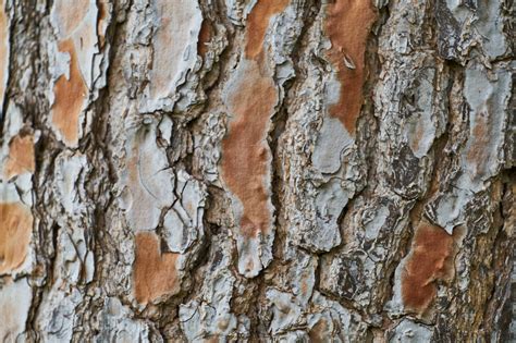 Bark.