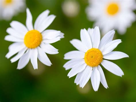DAISY.