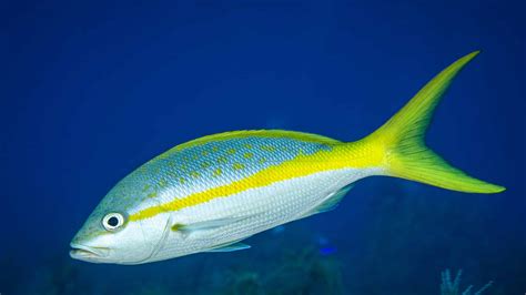 FISH.