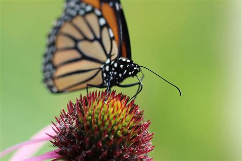 Nectar.