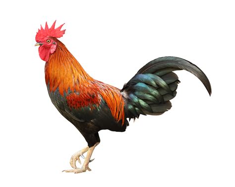 Rooster.