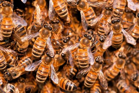 Swarm.
