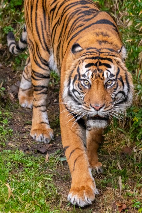 TIGERS.