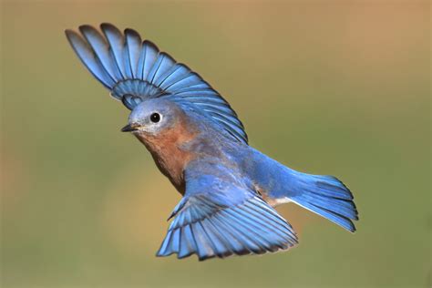 bluebird.