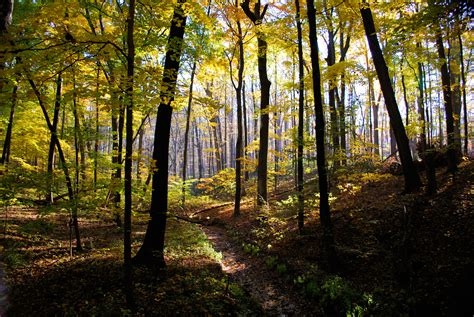 forest.
