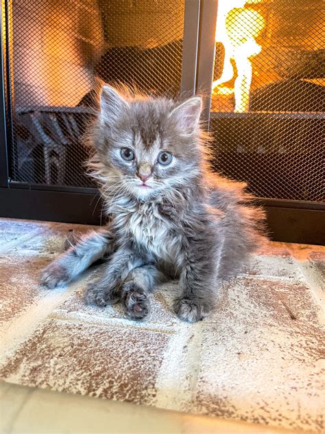 lamvak/kittens.