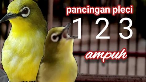 rtpleci123