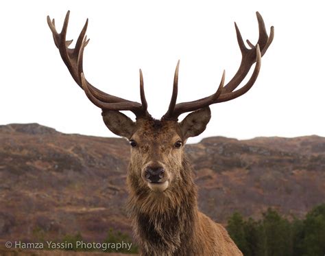 stag.com.ph.