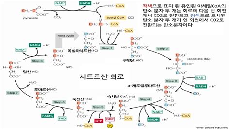 크렙스회로.